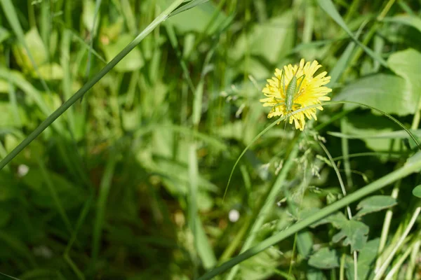 Grüne Heuschrecke Auf Gelbem Löwenzahn Grünen Gras — Stockfoto