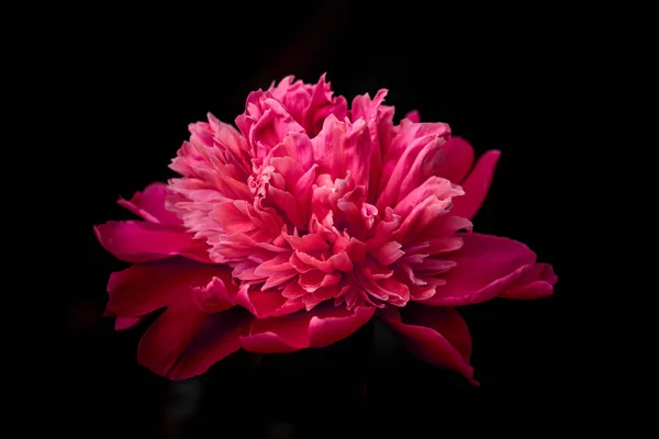 Koyu arkaplanda pembe çiçek şakayığı
