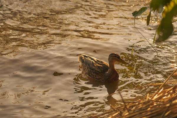 Pato en el agua en los rayos del sol poniente. — Foto de Stock