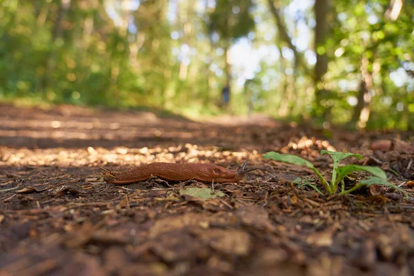 Hiszpański ślimak w pobliżu na ścieżce w lesie. — Zdjęcie stockowe