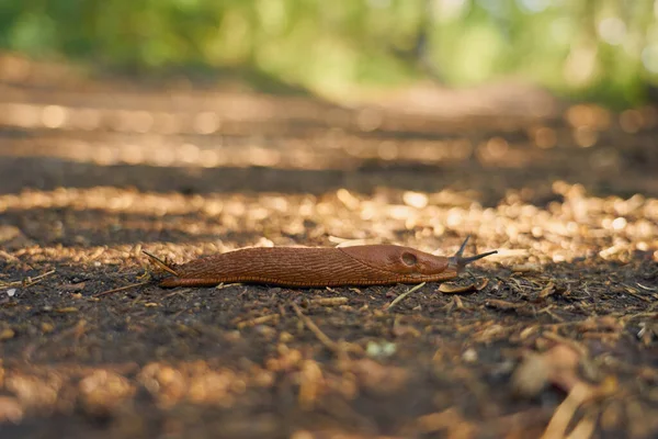 Une limace espagnole à proximité sur un sentier dans les bois. — Photo