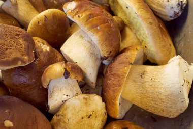 Arka plan olarak taze toplanmış orman mantarları.