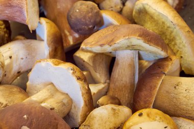 Arka plan olarak taze toplanmış orman mantarları.