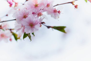 Bulanık arka planda bahar çiçekleri. Boşluğu kopyala.