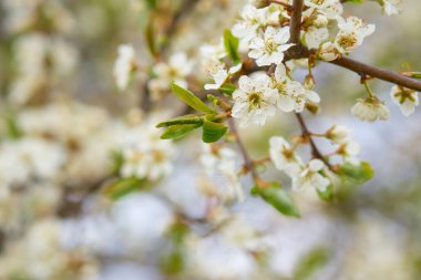 Bulanık arka planda bahar çiçekleri. Boşluğu kopyala.
