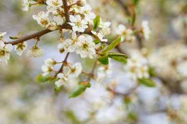 Bulanık arka planda bahar çiçekleri. Boşluğu kopyala.