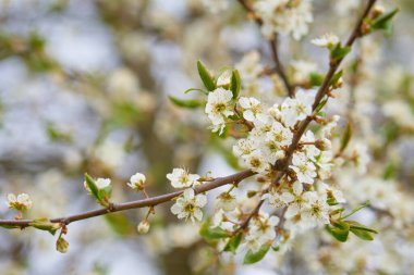 Bulanık arka planda bahar çiçekleri. Boşluğu kopyala.