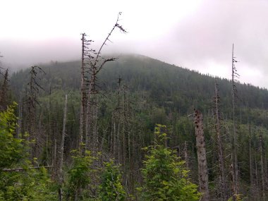 Avrupa 'nın derin ormanları, nehir ve göl.
