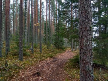 Avrupa 'nın derin ormanları, nehir ve göl.