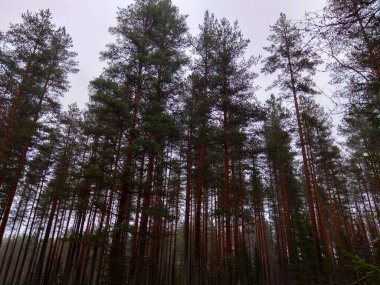 Avrupa 'nın derin ormanları, nehir ve göl.
