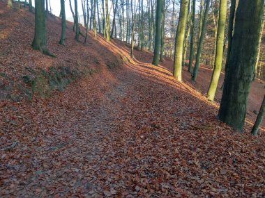 Avrupa 'nın derin ormanları, nehir ve göl.