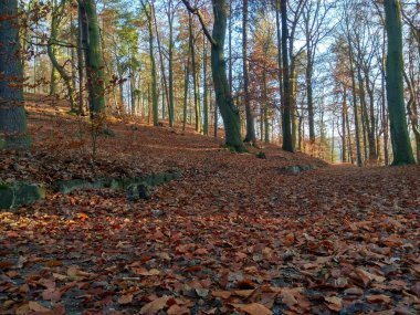 Avrupa 'nın derin ormanları, nehir ve göl.