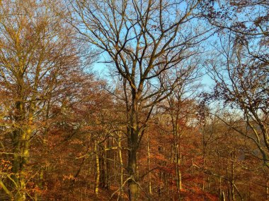 Avrupa 'nın derin ormanları, nehir ve göl.