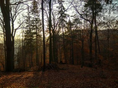Avrupa 'nın derin ormanları, nehir ve göl.