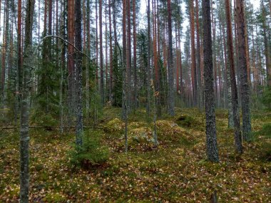 Avrupa 'nın derin ormanları, nehir ve göl.