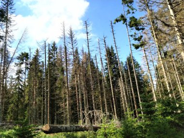 Avrupa 'nın derin ormanları, nehir ve göl.