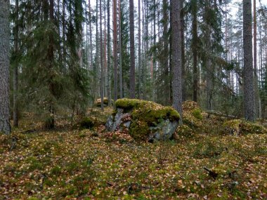 Avrupa 'nın derin ormanları, nehir ve göl.
