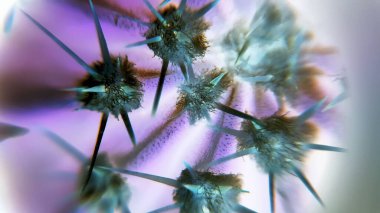 Kaktüs dikenli makro.