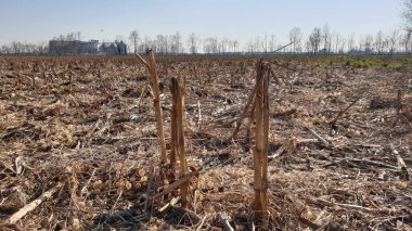 Kırık buğday sapları tarlada