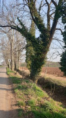 Sarmaşığa sarılmış ağaç gövdesi