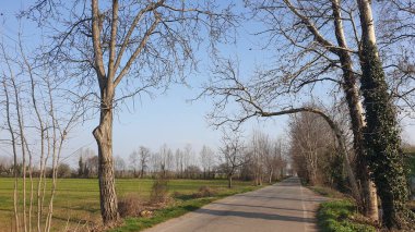 Eğri bir dalın altında yol