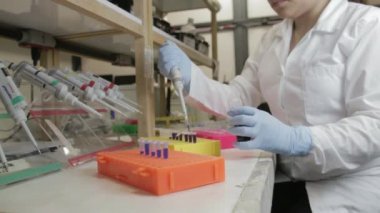 Üniversitedeki genetik bir laboratuvarda küçük şişelere örnek aktaran bir araştırmacının yakın görüntüsü. 