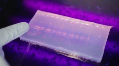 Üniversitedeki genetik bir laboratuvarda ultraviyole ışık altında bir eletroforezi kontrol eden bir araştırmacının yakından görüntüsü. 