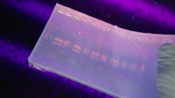 Крупный План Исследователя Проверяющего Гель Элетрофореза Ультрафиолетовым Светом Генетической Лаборатории — стоковое видео