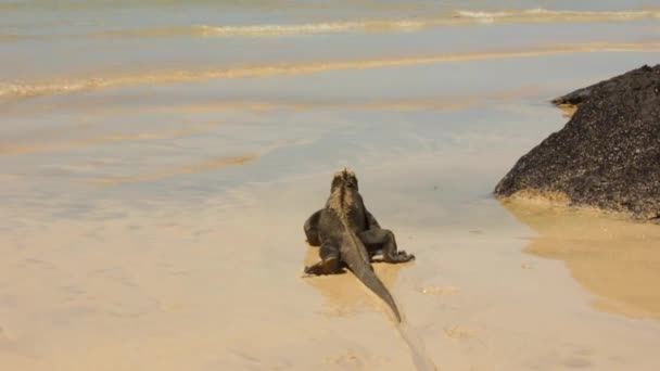 Slow Motion Shot Marine Iguana Walks Sea — Stockvideo