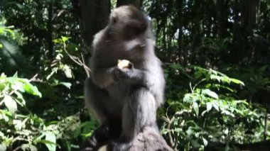 Bir maymun (Macaca fascicularis) Endonezya ormanında bir parça mısır yer. 