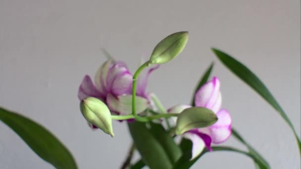 Včasný Záběr Rozkvětu Orchideje — Stock video