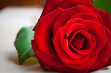 Yeşil yapraklı kırmızı gül