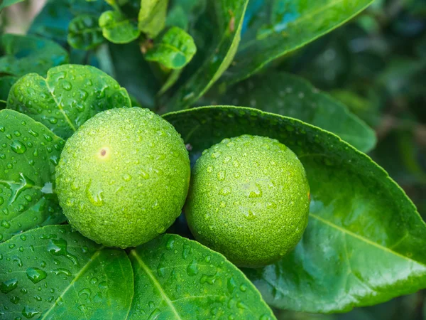 Свежий зеленый лимон после дождя . — стоковое фото