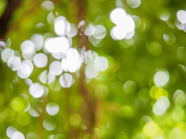 yeşil zemin üzerine bokeh.