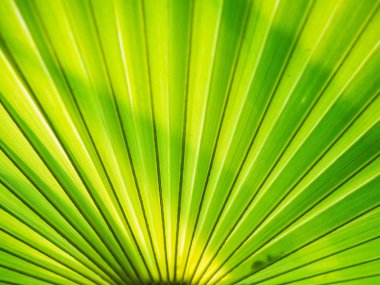 Yeşil, şeker palmiye yaprağı arka plan.