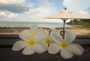 Frangipani çiçek şemsiye ve gökyüzü arka plan.