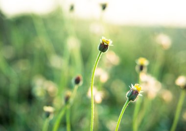 Çift çimen çiçek üzerinde arka plan bulanıklık.