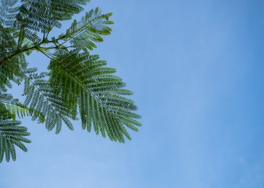 Yeşil Yaz yaprakları.