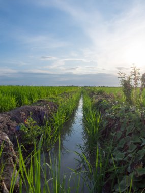 Yeşil pirinç alan paralel şekilde.
