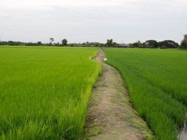 Yeşil şekilde pirinç alan.