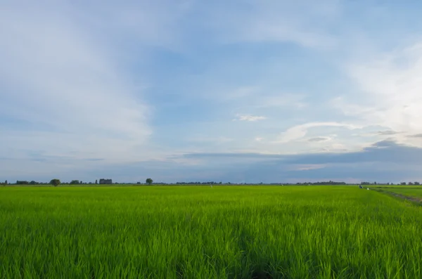Green Younger Rice Field On Blue Sky. — Stock Photo, Image