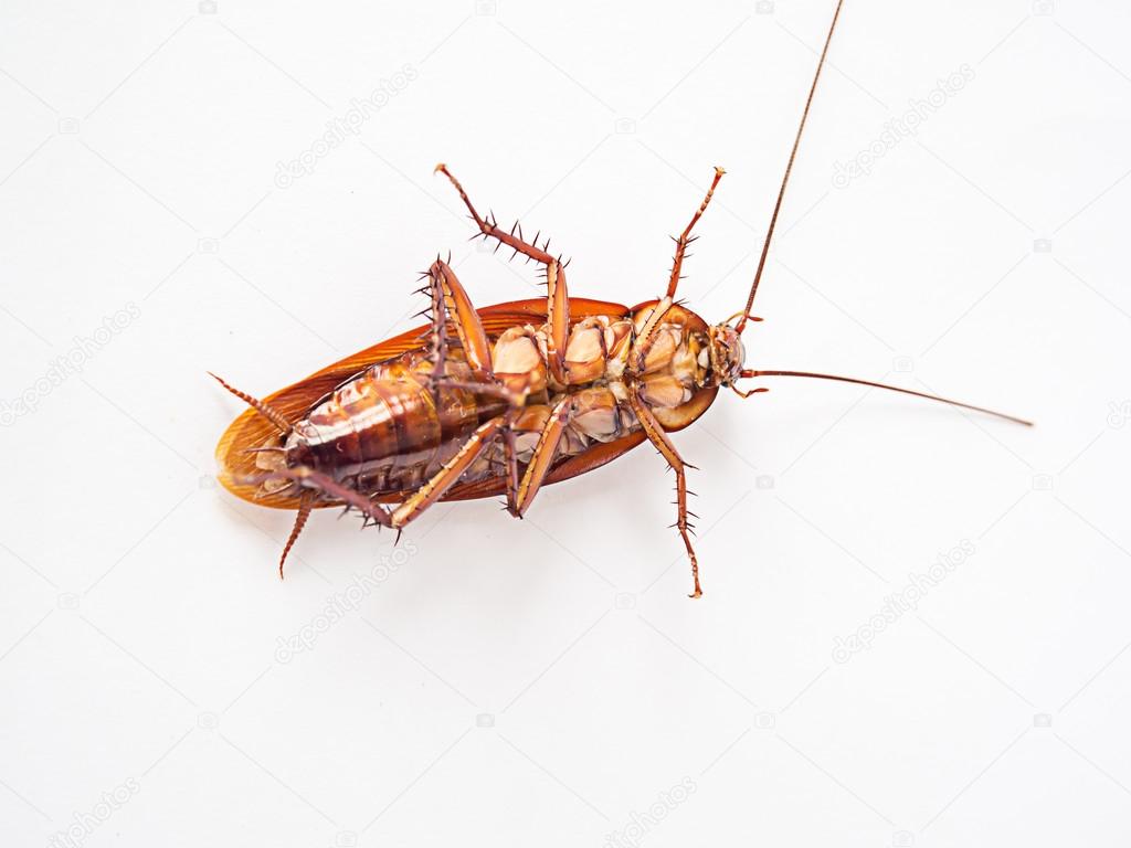 Cockroach supine on a white background.