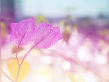 Soyut bougainvillea çiçek arka plan.