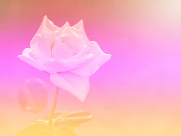 Abstract White Rose Flower background. — Stock Photo, Image