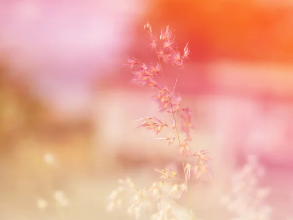 Abstrakt suddiga gräs blomma färgstarka bakgrund. — Stockfoto