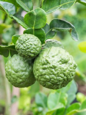 Raw bergamot Fresh on the tree.