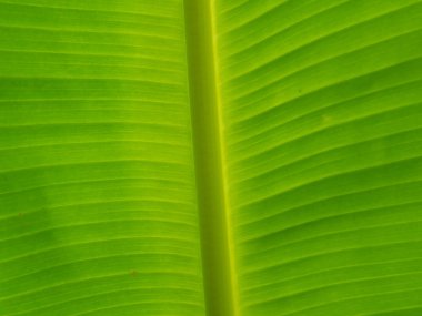 muz yaprağı arka plan Özeti.