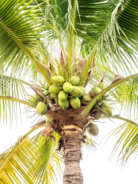 Un mazzo di cocco verde sulla palma . — Foto Stock