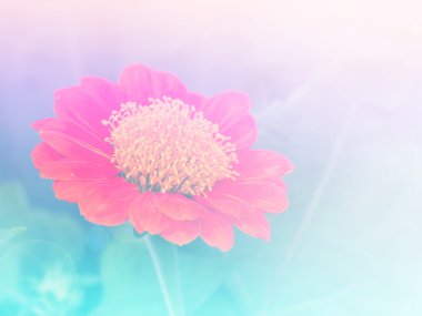 Abstract Blurry zinnia Flower colorful background.