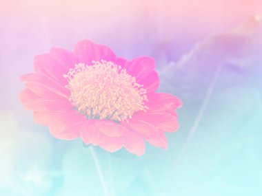 Abstract Blurry zinnia Flower colorful background.